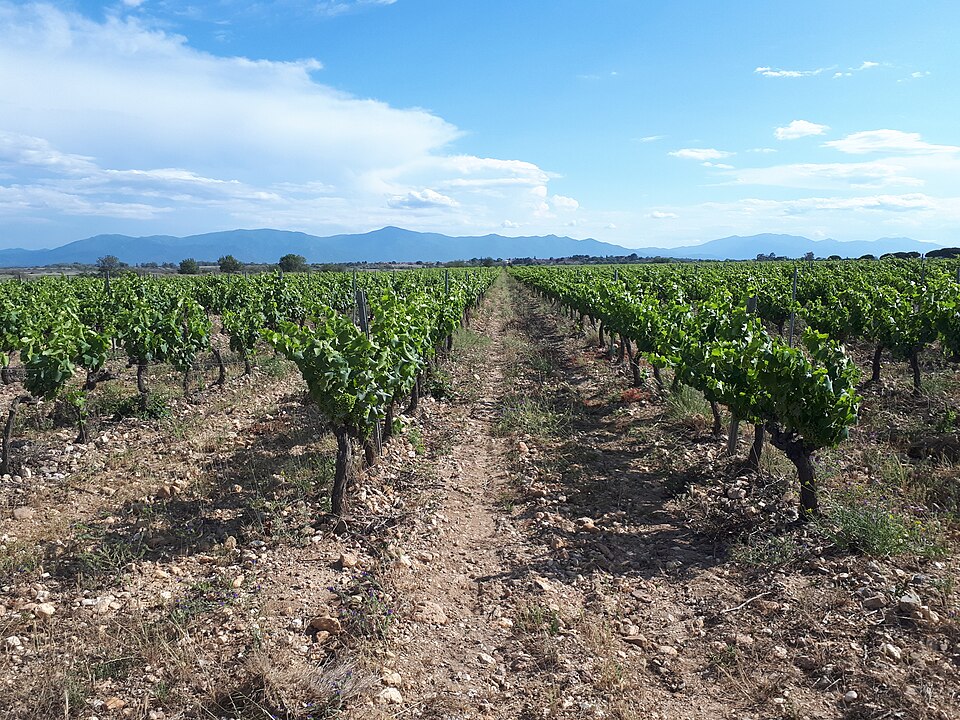 Vignobles AOC du Roussillon